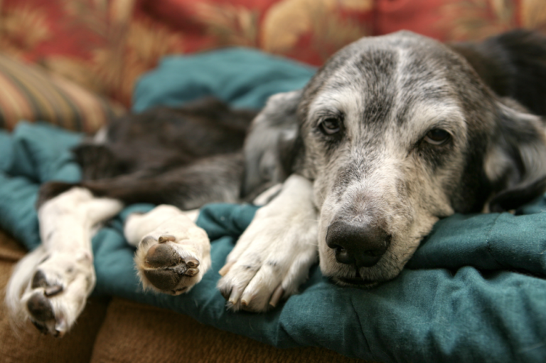 CBD for dog joint support